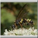 Tenthredo vespa - Blattwespe w01.jpg